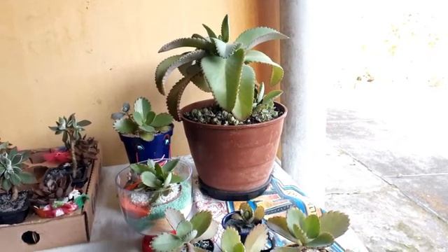 COMO CUIDAR DA SUCULENTA: MÃE DE MILHÕES-KALANCHOE LAETIVIRENS