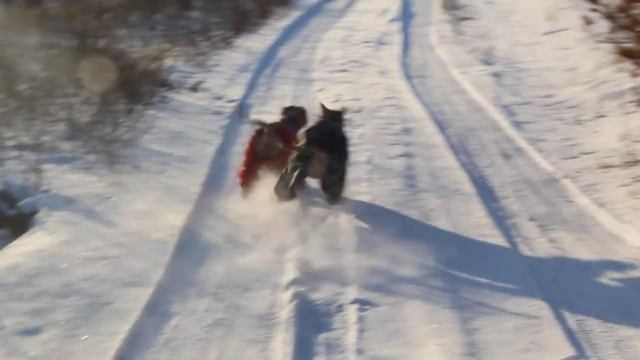 Стаффы. Рождественские каникулы GaidJewel's -1 смотреть онлайн