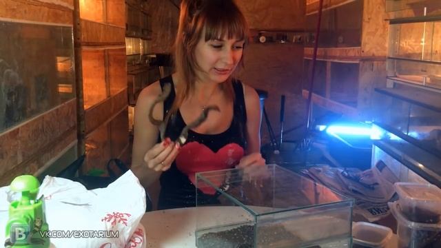 Я ЗАВЕЛА ПАУКА! Опять)) Пара прекрасных чёрных пауков-птицеедов Grammostola pulchra смотреть онлайн