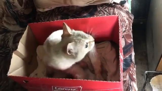 Кошка с котятами Сингапурской породы смотреть онлайн