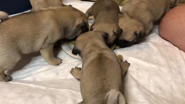 #Мопс и еда #pug смотреть онлайн