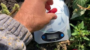 Малина сорт Малиновая гряда 3 августа 2019г.