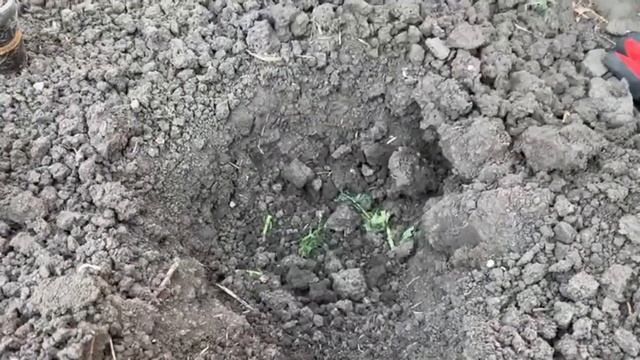 В лунку при Посадке Огурцов ОБЯЗАТЕЛЬНО внесите Этот раствор. Огурцы завалят урожаем. смотреть онлайн