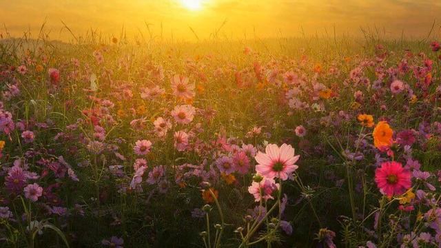 Зоренька спустилась...Душевная песня на мои стихи.#красиваяпесня# смотреть онлайн