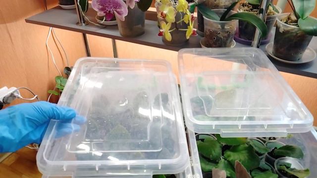 🌹Тепличка для растений. Как пользоваться и в каких случаях применять? смотреть онлайн