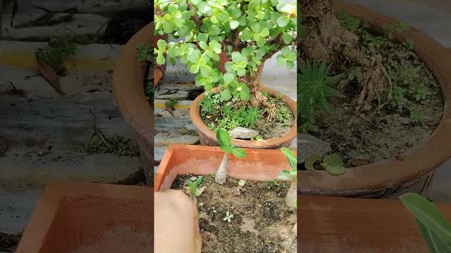 অ্যাডেনিয়াম কথা..../Beautiful flowering plant Adenium (Desert Rose)/care and propagation смотреть онлайн