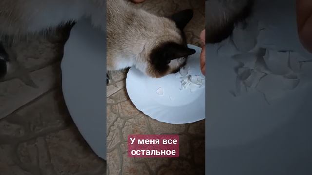 #любимка #тайская #лунка #игра #животные #красота #кот