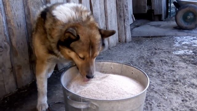 Загрик ест отруби смотреть онлайн