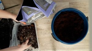 мой рецепт грунта для растений 🌱 пересадка монстеры манки маск и портулакарии