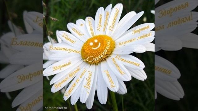 Открытка на 75-летие с ромашкой с пожеланиями смотреть онлайн