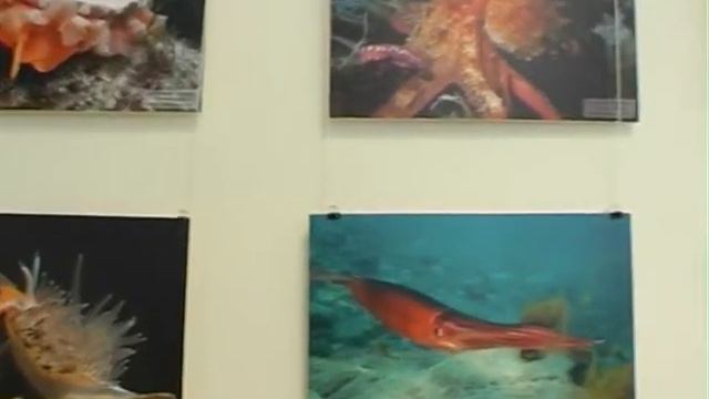 Заповедное море смотреть онлайн