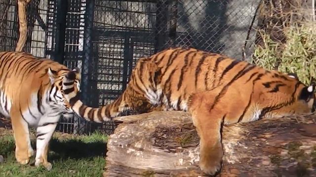 Tiger vs Dog смотреть онлайн