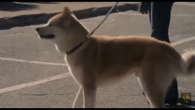 Две грустные истории,при собак. смотреть онлайн