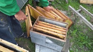 Постановка второго корпуса в улье для майского меда. Как расширять пчел в корпусном улье Дадан.