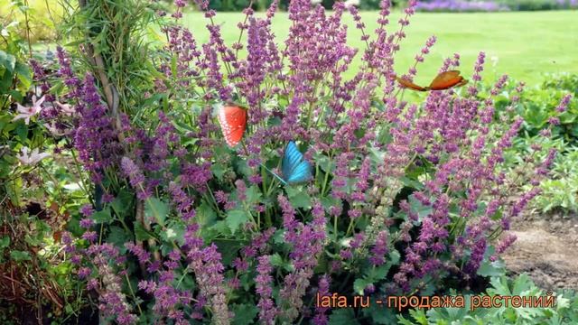Сальвия мутовчатая Пёпл Рейн ? сальвия Пёпл Рейн обзор: как сажать рассада сальвии Пёпл Рейн