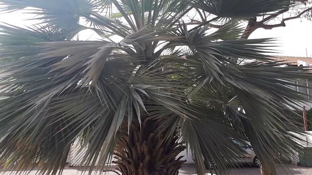 Brahea armata - grow & care (Mexican blue palm) смотреть онлайн