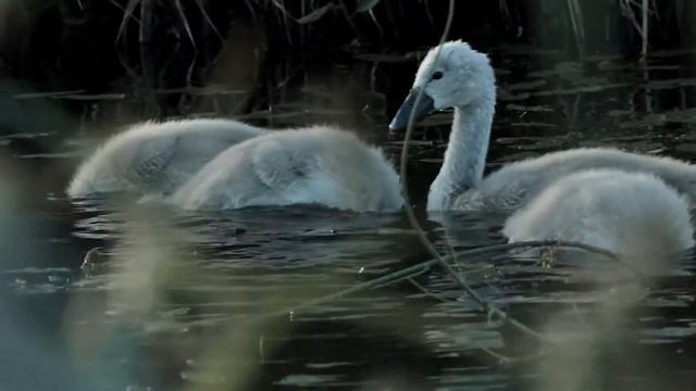 Лебеди, История о семье белых Лебедей и том, как мы их снимали. смотреть онлайн