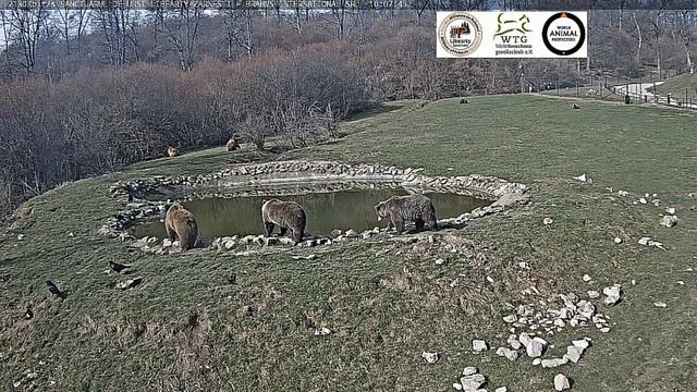 Мишка вдоль ограды ходит, ждет столовку. Три мишки загорают . #Медведи#МедвежийУгол#Румыния