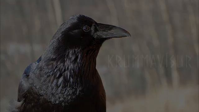 Krummavísur - Icelandic Folk song from 1861 смотреть онлайн