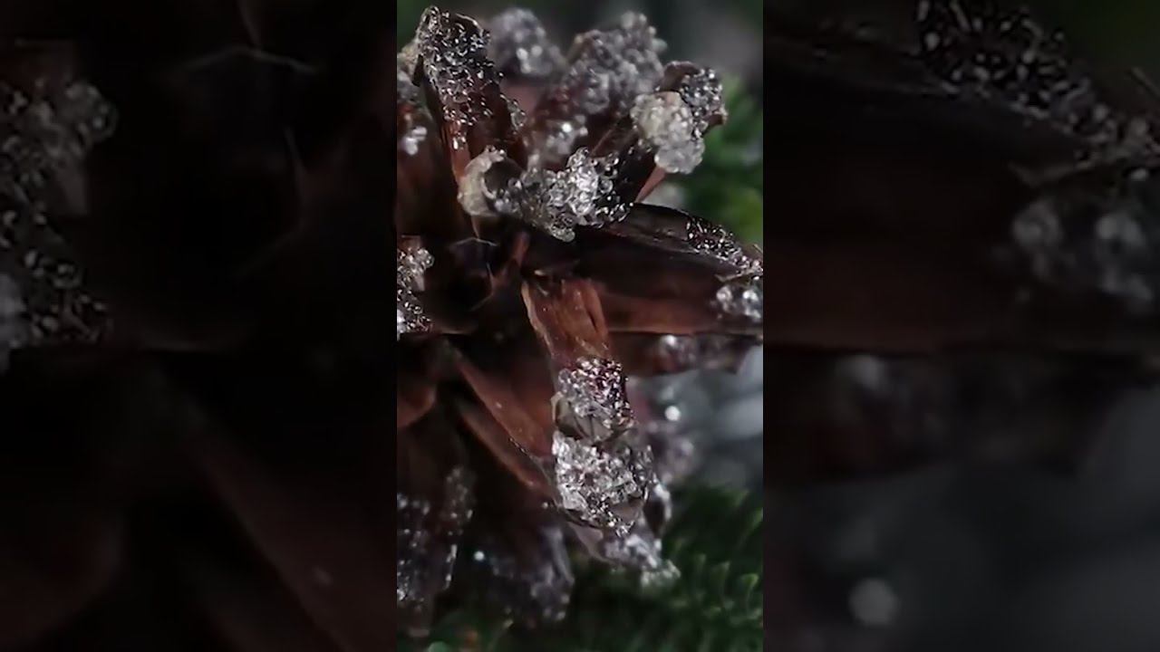 Лёд в новогоднем декоре. Создаём имитацию льда на сосновой шишке #shorts #новогодниеукрашения смотреть онлайн