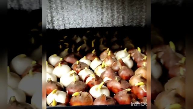 #выгонка тюльпанов на 8 марта 2022