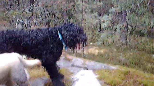 Hundgäng Bromma 4 смотреть онлайн