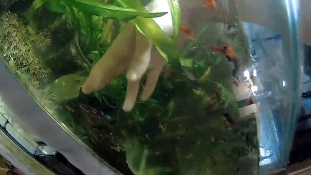 Что если рыбка отнерестилась в общем аквариум? смотреть онлайн