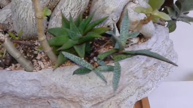 Green canvas Adenium Grove succulent bonsai смотреть онлайн