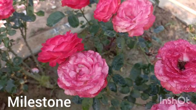 Rose Imperatrice Farah,Margo Coster,Sne princess.... смотреть онлайн