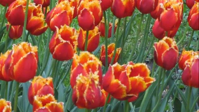 на краю земли цветы смотреть онлайн