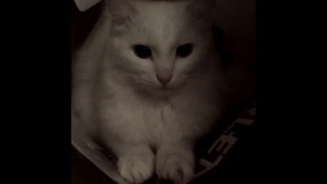 Очень Страшное Видео! Кот Напал На Человека! смотреть онлайн