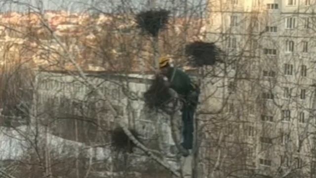 Чебоксарцы отстояли грачиные гнезда: альпинист успел скинуть несколько смотреть онлайн