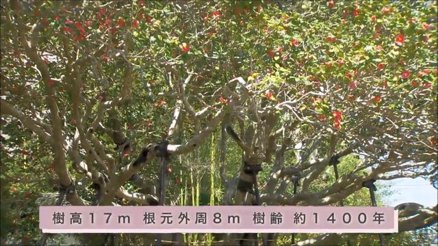 【「camellia～椿のうた～」～はなびらは手をつないで2023～】