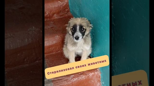 @zoozashita.atbasar Проект "Умная помощь бездомным животным" смотреть онлайн