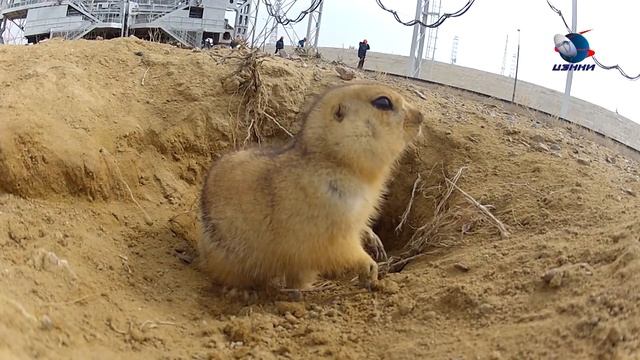 Resident of the Baikonur Cosmodrome (Kazakhstan) смотреть онлайн