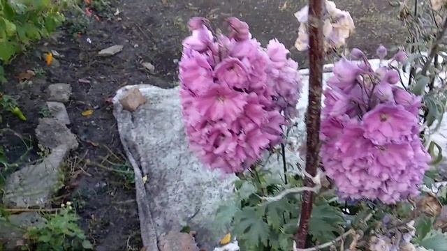 Хризантемы и розы в конце октября смотреть онлайн
