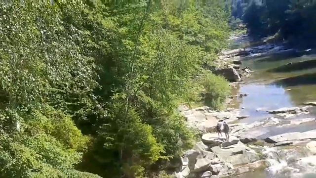 Подъем на Говерлу летом. Карпаты 2022, восхождение по маршруту. Туры, поход по горам, горная река. смотреть онлайн