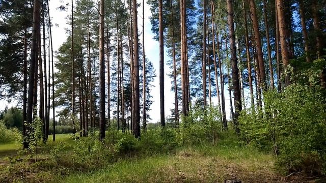 Утро в сосновом бору. ч.2. Июнь 2023 смотреть онлайн