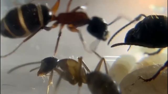 Канал Micro Universe (микро вселенная)