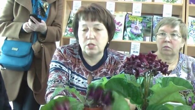 ДФ.Стрептокарпусы зимой. Е.Павлова смотреть онлайн