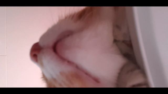 Кому мех!? смотреть онлайн