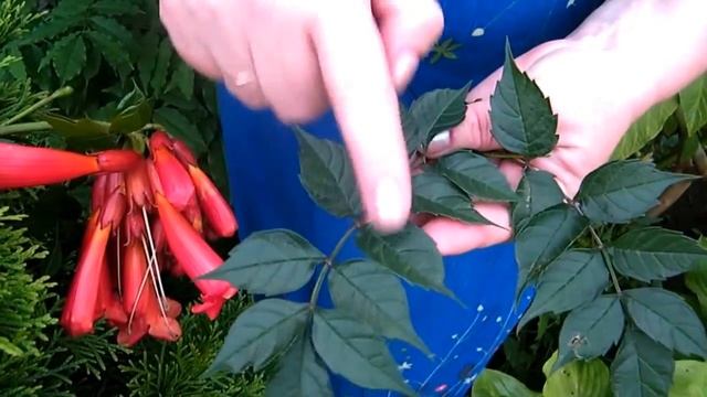 ВАЖНЫЙ ВОПРОС!!! КАК ОТЛИЧИТЬ ГЛИЦИНИЮ ОТ КАМПСИСА ПРИ ПОКУПКЕ?!!! wisteria Campsis смотреть онлайн