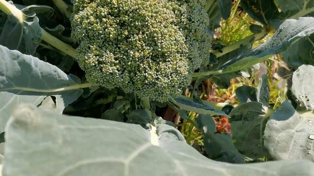 2 августа! Ильин день! День ВДВ! День Железнодорожника!