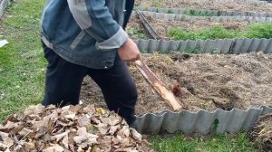 Как вырастить крупный чеснок  посадив его под зиму