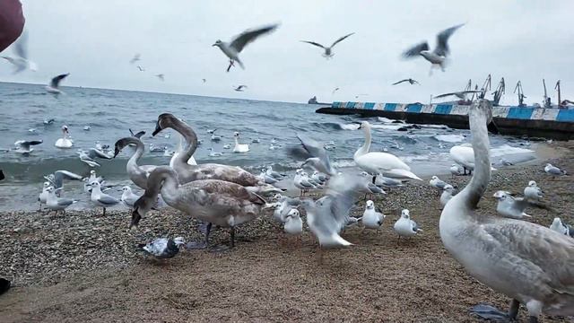 Лебеди на берегу Чёрного моря смотреть онлайн