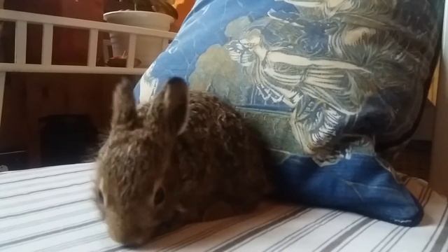 Зайчонок второй день у нас в доме. смотреть онлайн