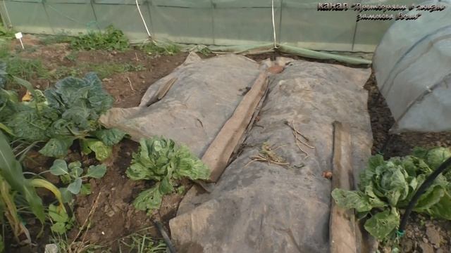 Маленькая хитрость при посадке чеснока,лука облегчит вашу жизнь смотреть онлайн