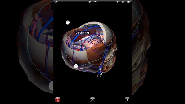 ZYGOTE 3D ANATOMY ATLAS & DISSECTION LAB APP --Slice Tool