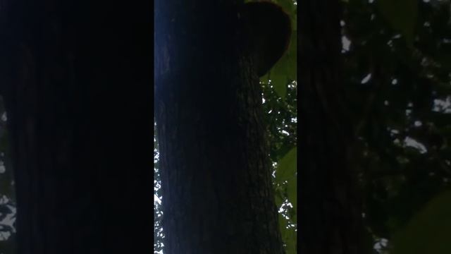 Гриб на стволе манчжурского ореха. смотреть онлайн