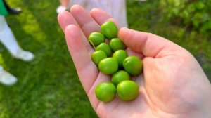 Laza Azerbaijan/Nohurgol/ Лаза Азербайджан/идем в гости /Озеро в Габале